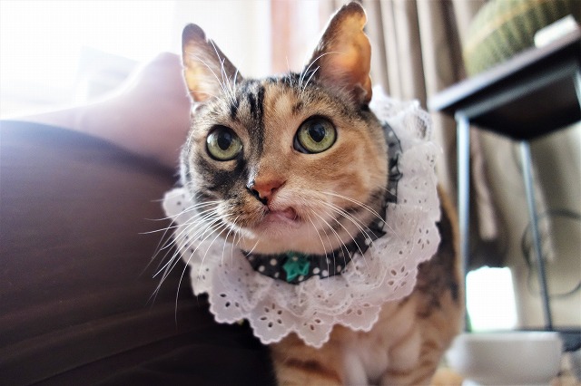 f:id:hiraryo0201:20190520223808j:plain f:id:hiraryo0201:20190520223808j:plain