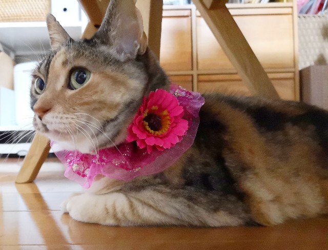 f:id:hiraryo0201:20190520223941j:image f:id:hiraryo0201:20190520223941j:image