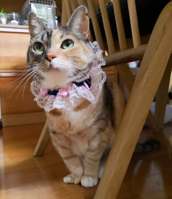 f:id:hiraryo0201:20190520223954j:image f:id:hiraryo0201:20190520223954j:image