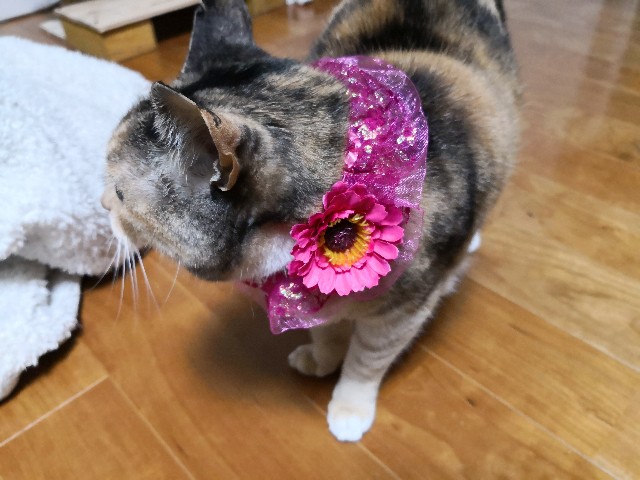 f:id:hiraryo0201:20190520224015j:image f:id:hiraryo0201:20190520224015j:image