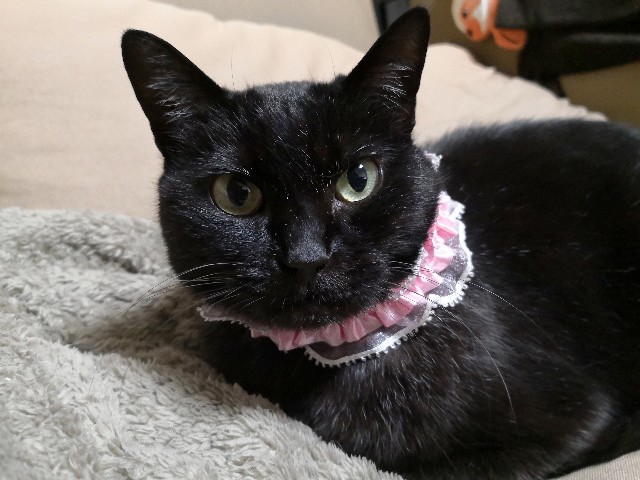 f:id:hiraryo0201:20190520224127j:image f:id:hiraryo0201:20190520224127j:image