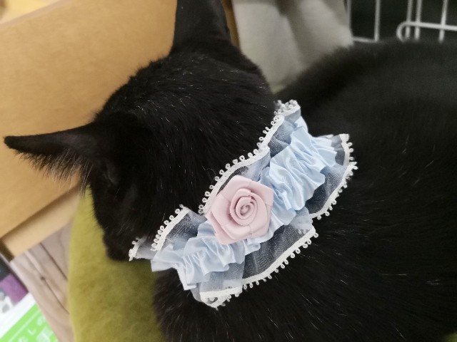 f:id:hiraryo0201:20190520224145j:image f:id:hiraryo0201:20190520224145j:image