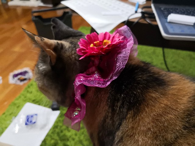 f:id:hiraryo0201:20190520225727j:image f:id:hiraryo0201:20190520225727j:image