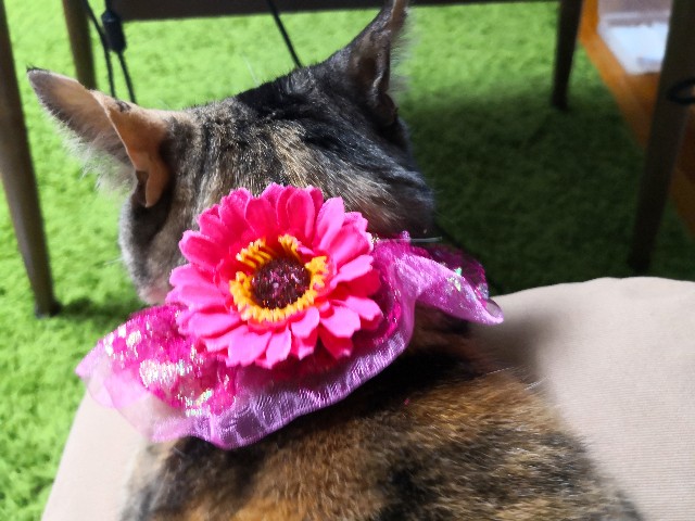 f:id:hiraryo0201:20190520225741j:image f:id:hiraryo0201:20190520225741j:image