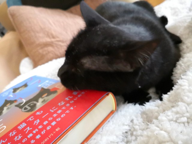 f:id:hiraryo0201:20190525195158j:image f:id:hiraryo0201:20190525195158j:image