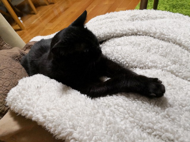 f:id:hiraryo0201:20190525225915j:plain f:id:hiraryo0201:20190525225915j:plain