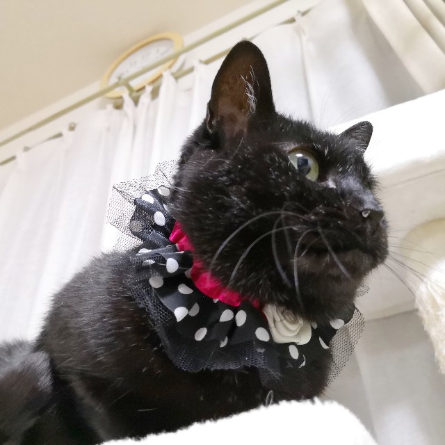 f:id:hiraryo0201:20190526201547j:image f:id:hiraryo0201:20190526201547j:image