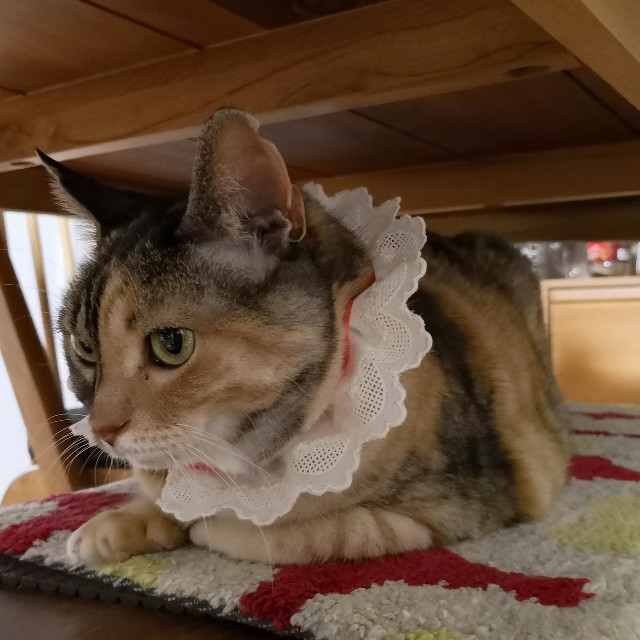 f:id:hiraryo0201:20190526201618j:plain f:id:hiraryo0201:20190526201618j:plain