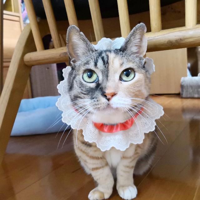 f:id:hiraryo0201:20190526201634j:image f:id:hiraryo0201:20190526201634j:image