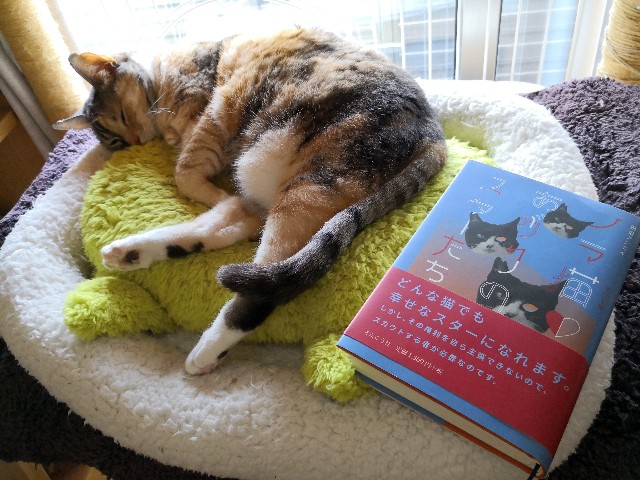 f:id:hiraryo0201:20190526201758j:image f:id:hiraryo0201:20190526201758j:image