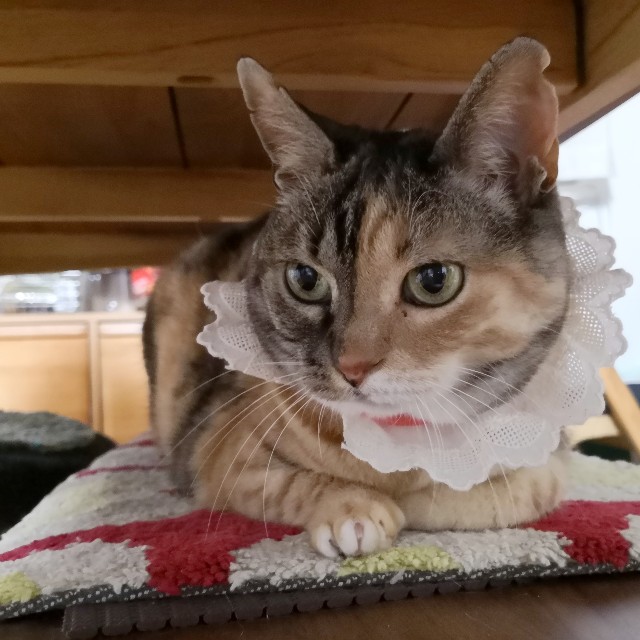 f:id:hiraryo0201:20190526211658j:plain f:id:hiraryo0201:20190526211658j:plain