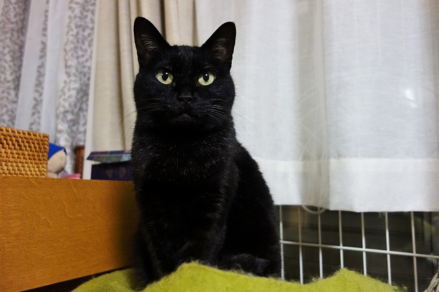 f:id:hiraryo0201:20190601172006j:plain