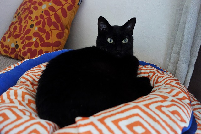 f:id:hiraryo0201:20190601172252j:plain