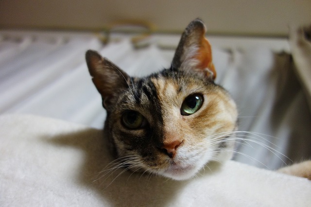 f:id:hiraryo0201:20190601172446j:plain