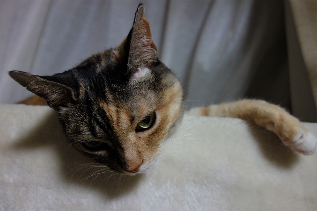 f:id:hiraryo0201:20190601172451j:plain