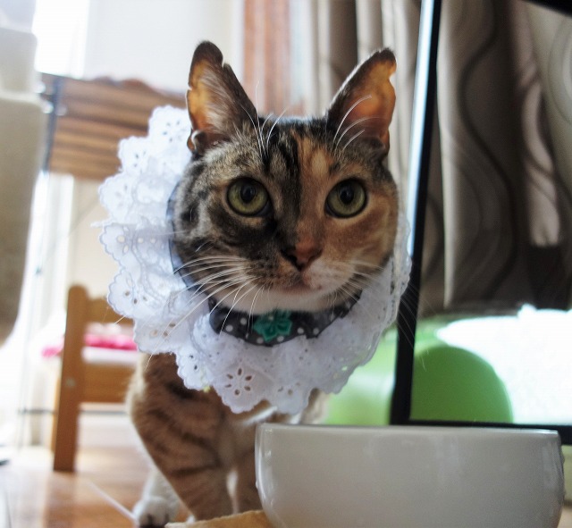 f:id:hiraryo0201:20190601172555j:plain