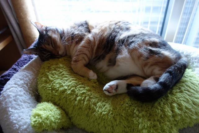 f:id:hiraryo0201:20190601172951j:plain