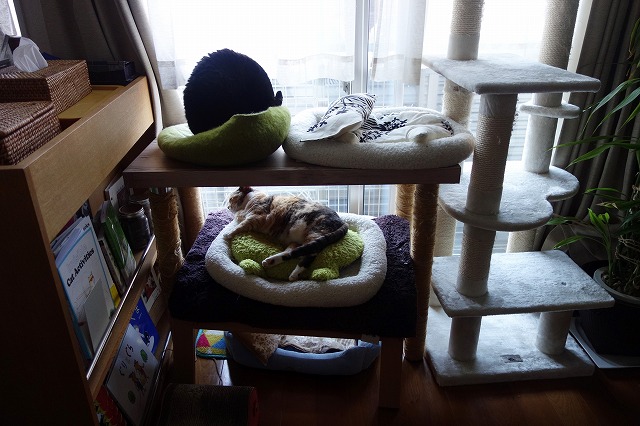 f:id:hiraryo0201:20190601172959j:plain