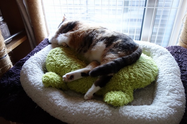 f:id:hiraryo0201:20190601173005j:plain