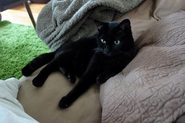 f:id:hiraryo0201:20190601173057j:plain