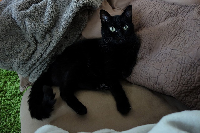 f:id:hiraryo0201:20190601173101j:plain