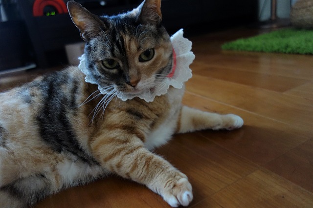 f:id:hiraryo0201:20190601173119j:plain