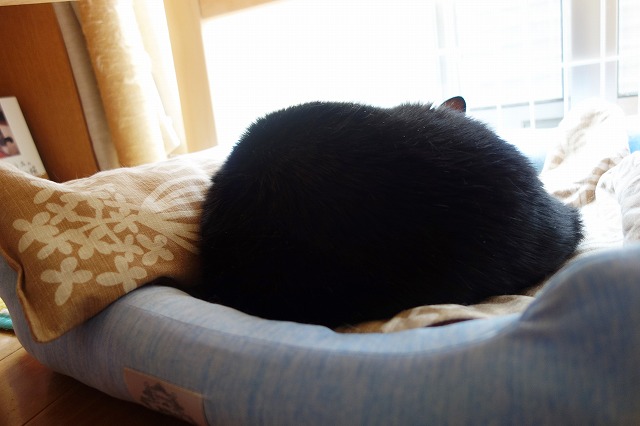 f:id:hiraryo0201:20190601173259j:plain
