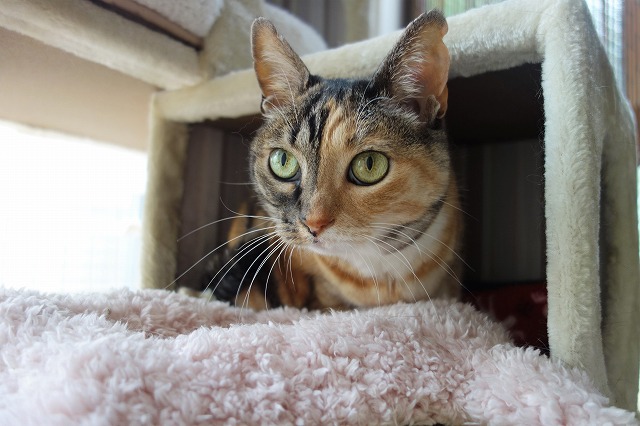 f:id:hiraryo0201:20190601173348j:plain f:id:hiraryo0201:20190601173348j:plain