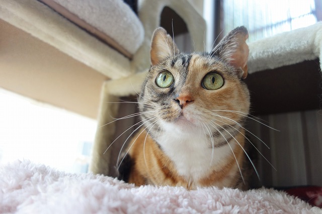 f:id:hiraryo0201:20190601173353j:plain f:id:hiraryo0201:20190601173353j:plain