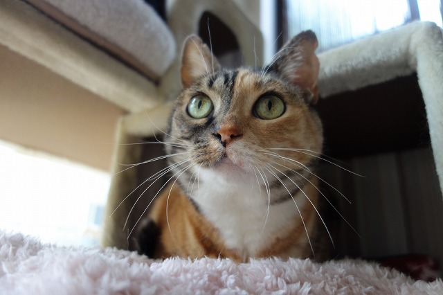 f:id:hiraryo0201:20190601173357j:plain f:id:hiraryo0201:20190601173357j:plain