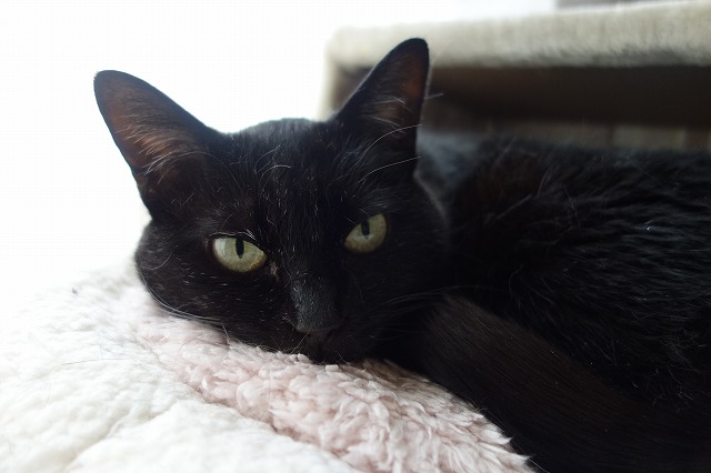 f:id:hiraryo0201:20190601173402j:plain f:id:hiraryo0201:20190601173402j:plain