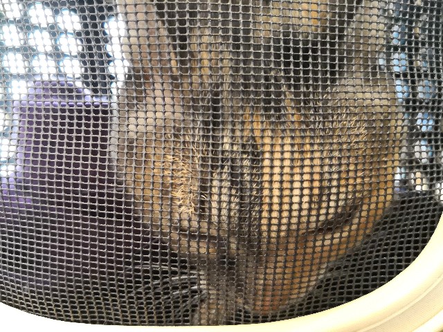 f:id:hiraryo0201:20190601173907j:image f:id:hiraryo0201:20190601173907j:image