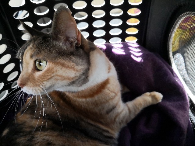 f:id:hiraryo0201:20190601173936j:image f:id:hiraryo0201:20190601173936j:image