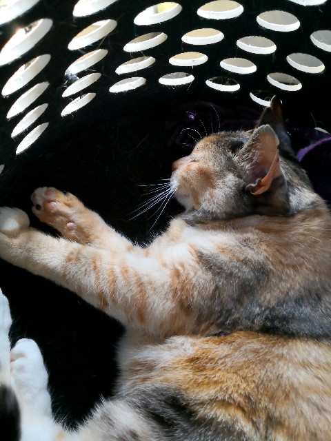 f:id:hiraryo0201:20190601173952j:image f:id:hiraryo0201:20190601173952j:image