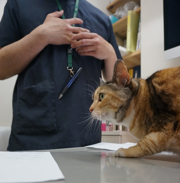 f:id:hiraryo0201:20190601183321j:plain f:id:hiraryo0201:20190601183321j:plain