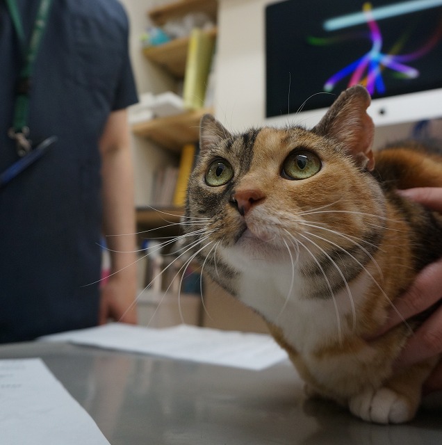 f:id:hiraryo0201:20190601183740j:plain f:id:hiraryo0201:20190601183740j:plain