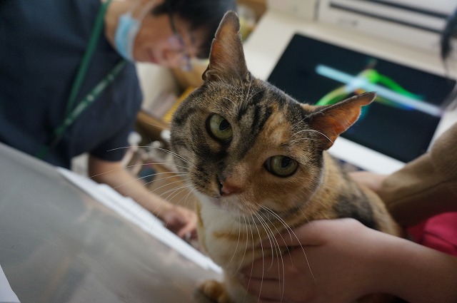 f:id:hiraryo0201:20190601183937j:plain f:id:hiraryo0201:20190601183937j:plain