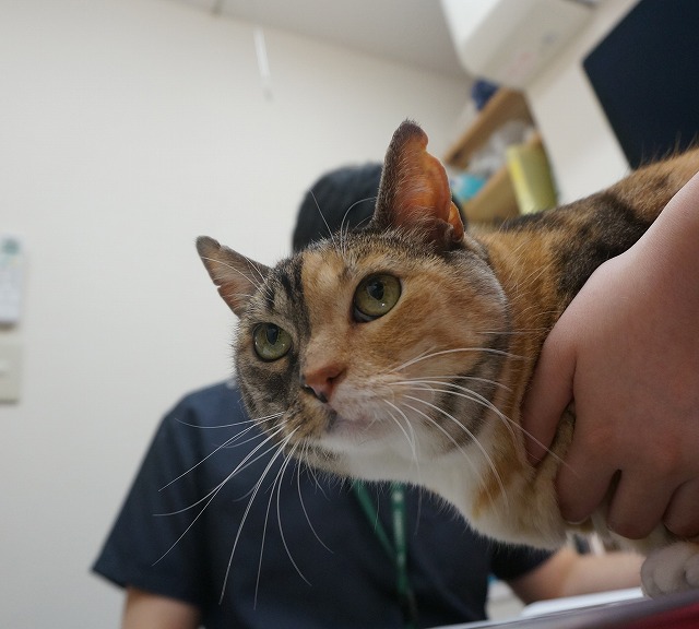 f:id:hiraryo0201:20190601184045j:plain f:id:hiraryo0201:20190601184045j:plain