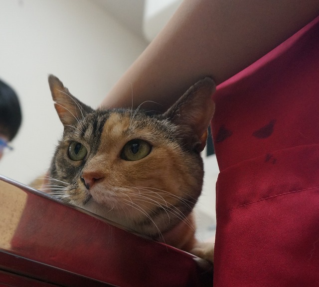 f:id:hiraryo0201:20190601184129j:plain f:id:hiraryo0201:20190601184129j:plain