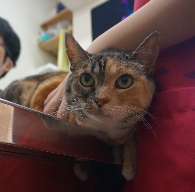 f:id:hiraryo0201:20190601184249j:plain f:id:hiraryo0201:20190601184249j:plain