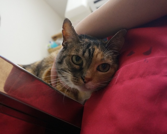 f:id:hiraryo0201:20190601184429j:plain f:id:hiraryo0201:20190601184429j:plain