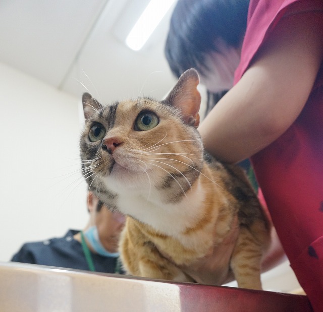 f:id:hiraryo0201:20190601184729j:plain f:id:hiraryo0201:20190601184729j:plain