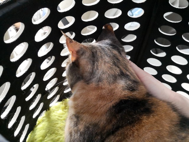 f:id:hiraryo0201:20190601190025j:image f:id:hiraryo0201:20190601190025j:image