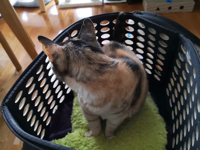 f:id:hiraryo0201:20190601190045j:image f:id:hiraryo0201:20190601190045j:image