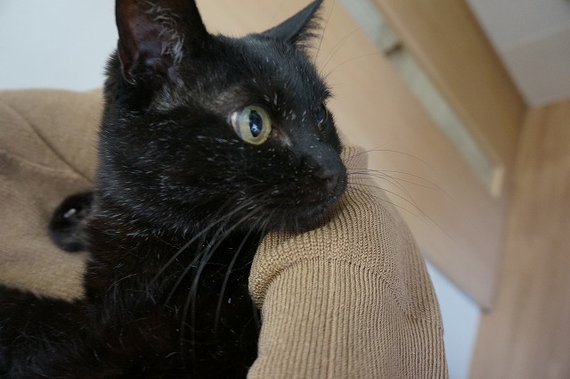 f:id:hiraryo0201:20190601193939j:plain f:id:hiraryo0201:20190601193939j:plain