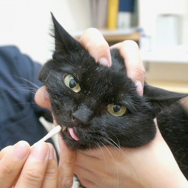 f:id:hiraryo0201:20190601193946j:plain f:id:hiraryo0201:20190601193946j:plain