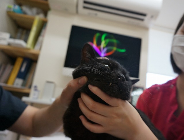 f:id:hiraryo0201:20190601194025j:plain f:id:hiraryo0201:20190601194025j:plain