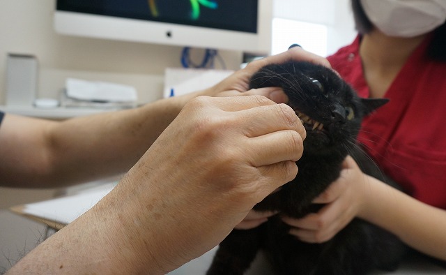 f:id:hiraryo0201:20190601194033j:plain f:id:hiraryo0201:20190601194033j:plain