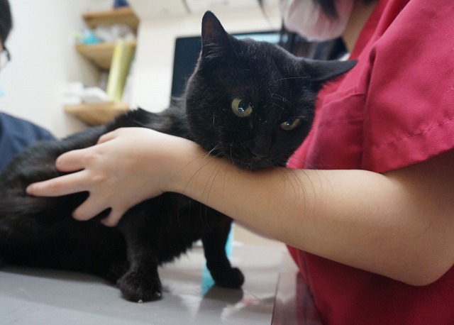 f:id:hiraryo0201:20190601194041j:plain f:id:hiraryo0201:20190601194041j:plain