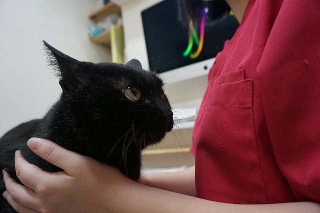 f:id:hiraryo0201:20190601194108j:plain f:id:hiraryo0201:20190601194108j:plain